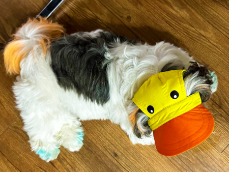 Dogobow Duckie Cap for Dogs and Cats (Yellow Orange) (Get a Bow Free) Online