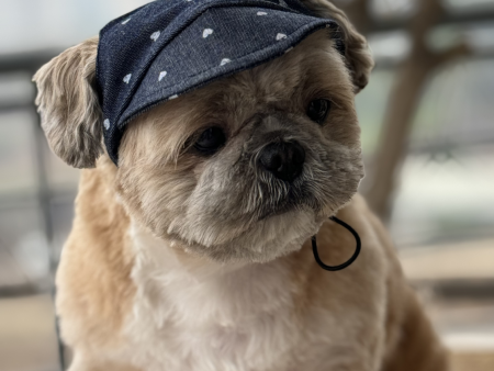 Pawgypets Hearty Cap for Dogs (Denim) Online Sale