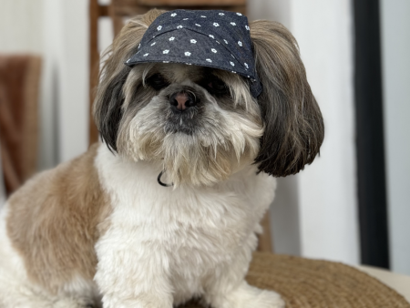 Pawgypets Floral Cap for Dogs (Denim) Online