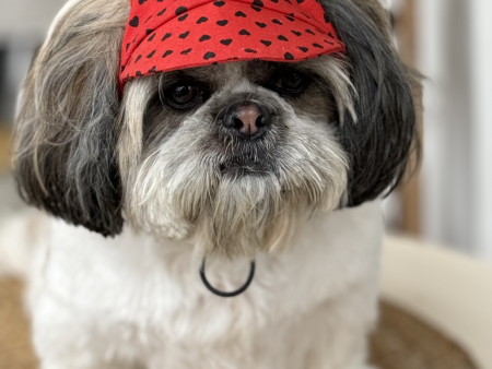 Pawgypets Heart Cap for Dogs (Red) For Cheap