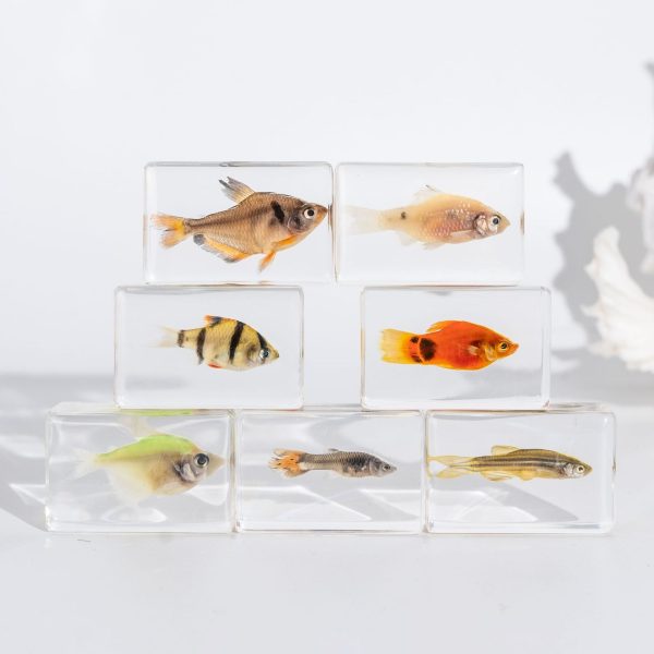 Wholesale Real Marine Fish Resin Specimen Ornaments Sale