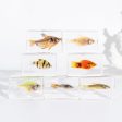 Wholesale Real Shell Ocean Resin Specimen Fish Desktop Crystal Ornaments For Discount