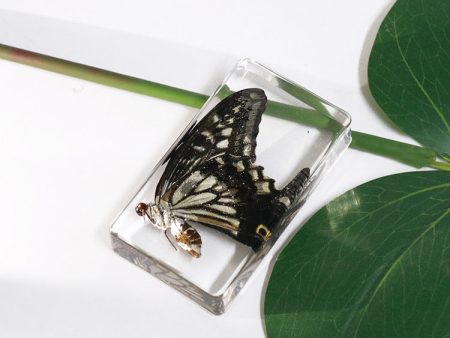 Wholesale 6PCS Citrus Butterfly Rectangular Resin Insect Specimen Ornaments Sale