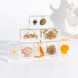 Wholesale Real Shell Ocean Resin Specimen Fish Desktop Crystal Ornaments For Discount