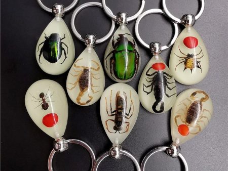 Wholesale 6pcs Real Insect Glue Resin Specimen Keychain Discount