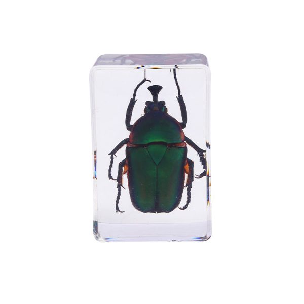 Wholesale 6pcs Handmade Glue Resin Insect Transparent Specimen Ornaments For Discount