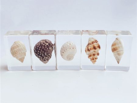 Wholesale 10pcs Resin Crafts Natural Conch Specimen Ornaments For Discount