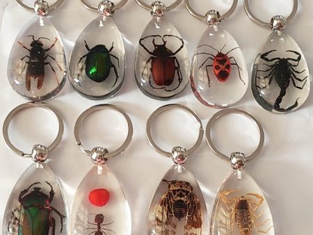 Wholesale 6pcs Resin Insect Specimen Transparent Glue Keychain Cheap