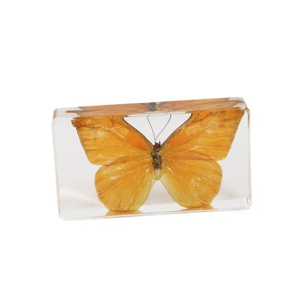 Wholesale 6pcs Real Butterfly with Wings Spread 3D Crafts Ornaments Cheap