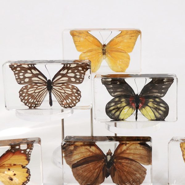 Wholesale 6pcs Real Butterfly with Wings Spread 3D Crafts Ornaments Cheap