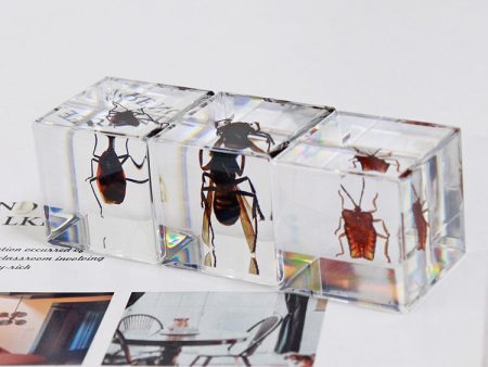 Wholesale 6pcs 4cm Cube Insect Resin HD Transparent Resin Ornaments Online Sale