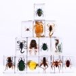 Wholesale 6pcs Handmade Glue Resin Insect Transparent Specimen Ornaments For Discount