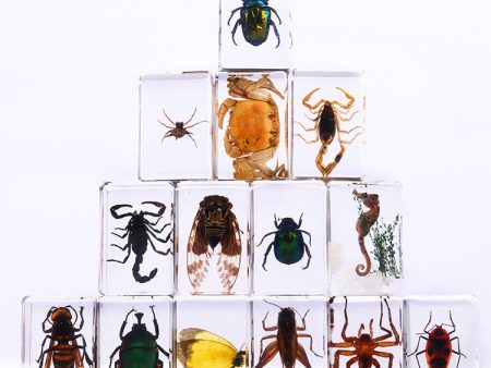 Wholesale 6pcs Handmade Glue Resin Insect Transparent Specimen Ornaments For Discount