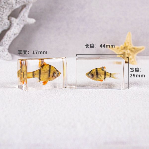 Wholesale Real Marine Fish Resin Specimen Ornaments Sale