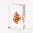 Wholesale Real Shell Ocean Resin Specimen Fish Desktop Crystal Ornaments For Discount