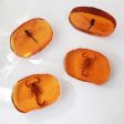 Wholesale 6pcs Resin Amber Wings Dragonfly Rhubarb Scorpion Real Insect Specimen Ornaments Fashion