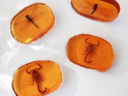 Wholesale 6pcs Resin Amber Wings Dragonfly Rhubarb Scorpion Real Insect Specimen Ornaments Fashion