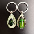 Wholesale 6pcs Real Insect Glue Resin Specimen Keychain Discount