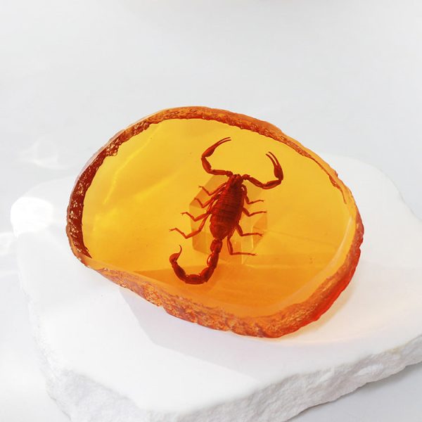 Wholesale 6pcs Resin Amber Wings Dragonfly Rhubarb Scorpion Real Insect Specimen Ornaments Fashion