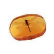 Wholesale 6pcs Resin Amber Wings Dragonfly Rhubarb Scorpion Real Insect Specimen Ornaments Fashion