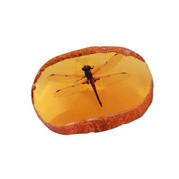 Wholesale 6pcs Resin Amber Wings Dragonfly Rhubarb Scorpion Real Insect Specimen Ornaments Fashion