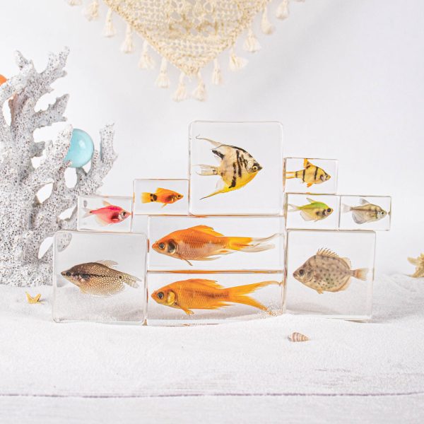 Wholesale Real Marine Fish Resin Specimen Ornaments Sale