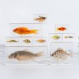 Wholesale Real Marine Fish Resin Specimen Ornaments Sale