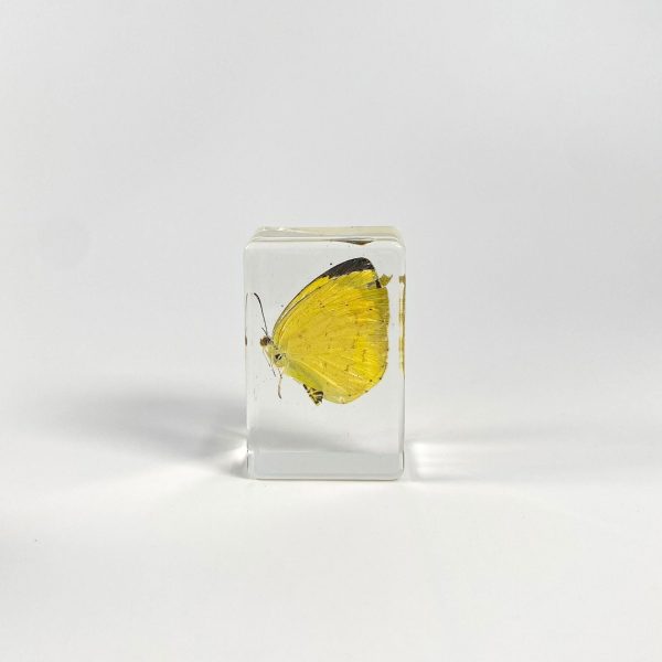 Wholesale 6pcs Handmade Resin Amber Butterfly Specimen Hot on Sale