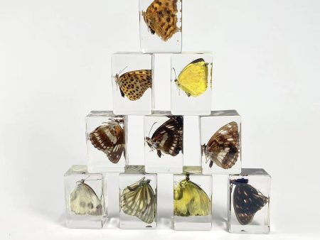 Wholesale 6pcs Handmade Resin Amber Butterfly Specimen Hot on Sale